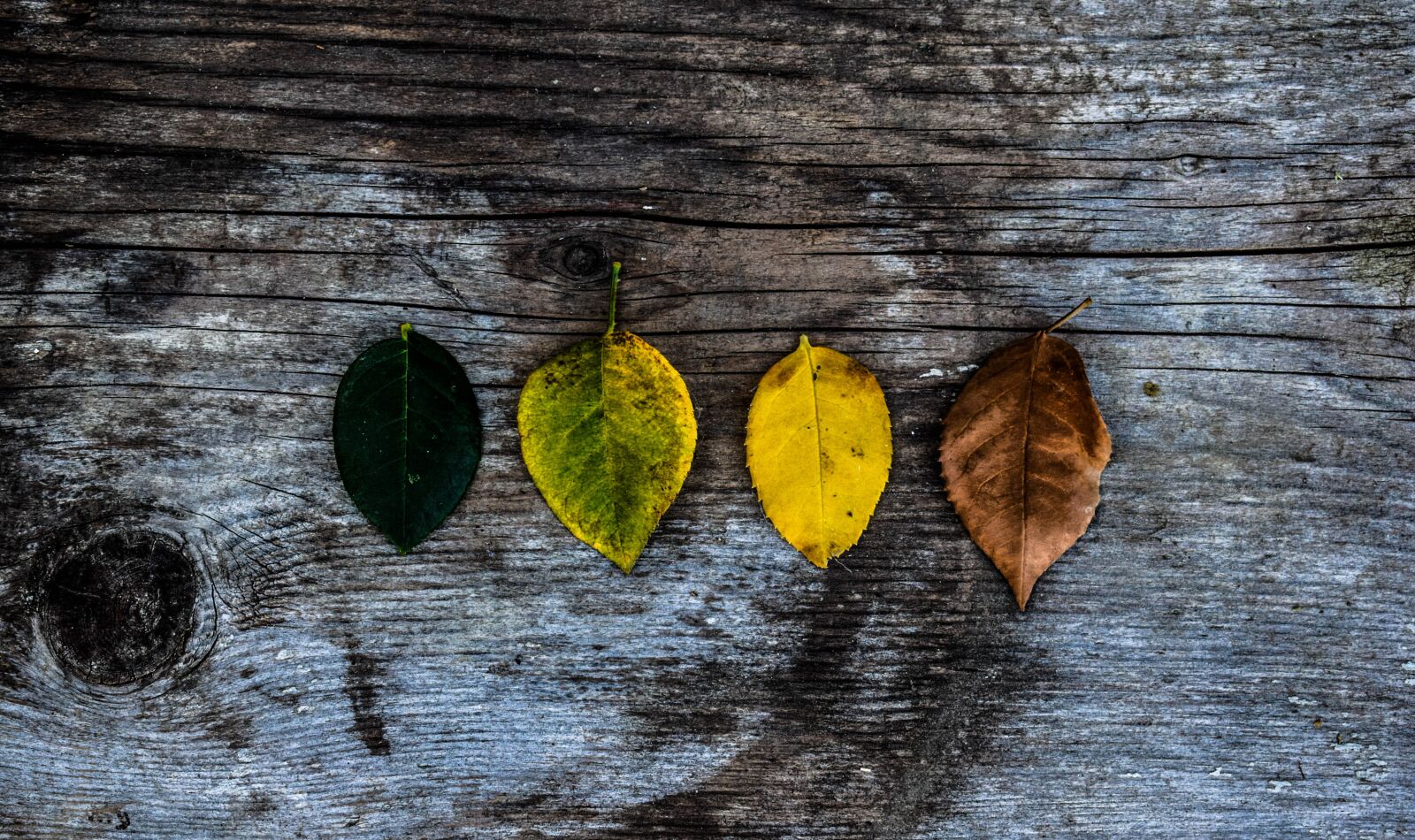 Nikon D3300 sample photo. Leaves, art, colors photography
