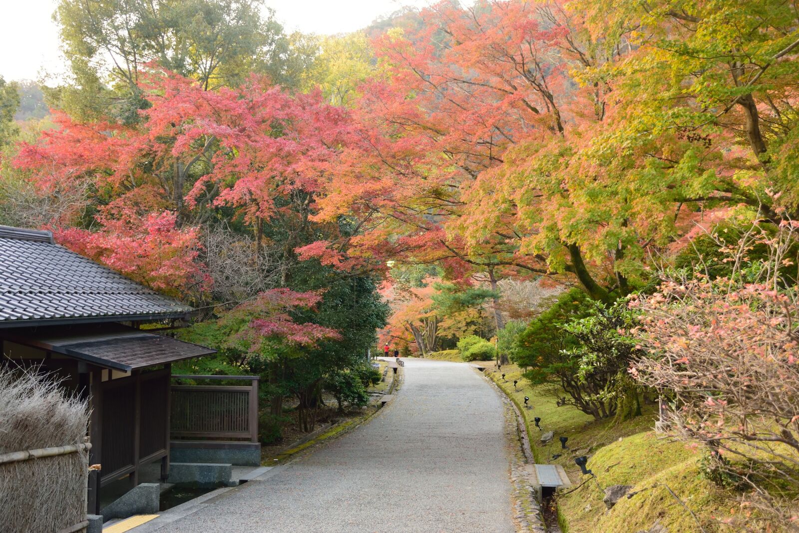 Nikon D5300 sample photo. Autumn, tree, japan photography