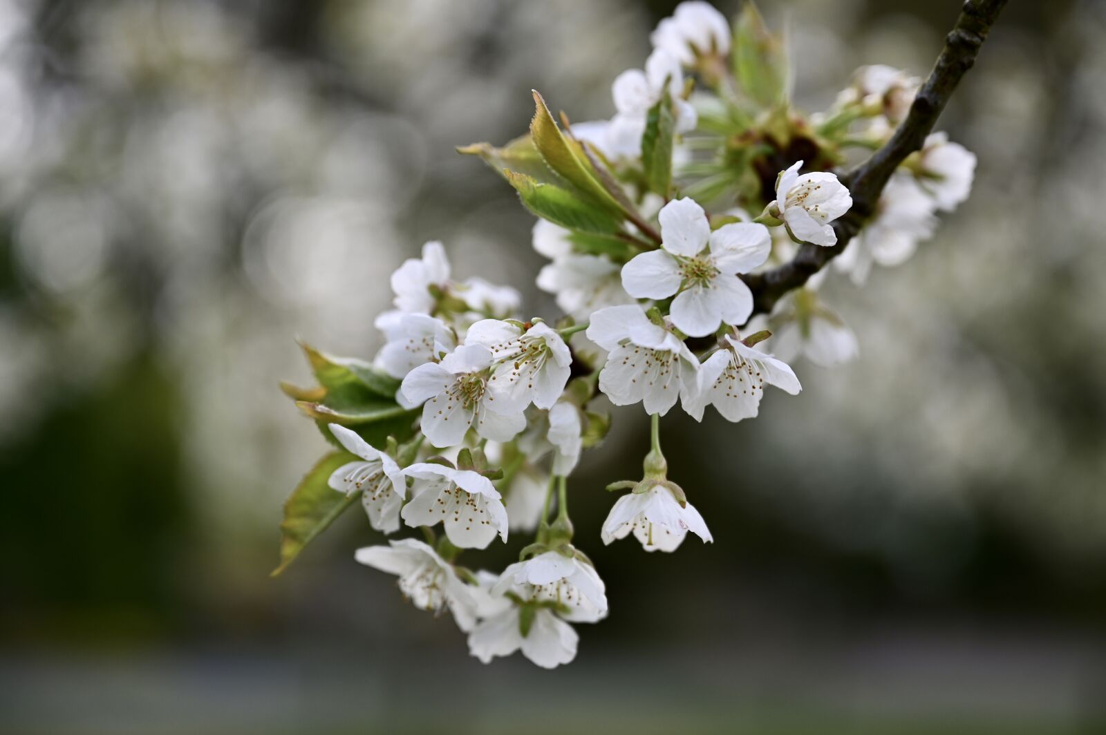 Nikon Nikkor Z 24-70mm F2.8 S sample photo. Cherry blossoms, flowers, spring photography