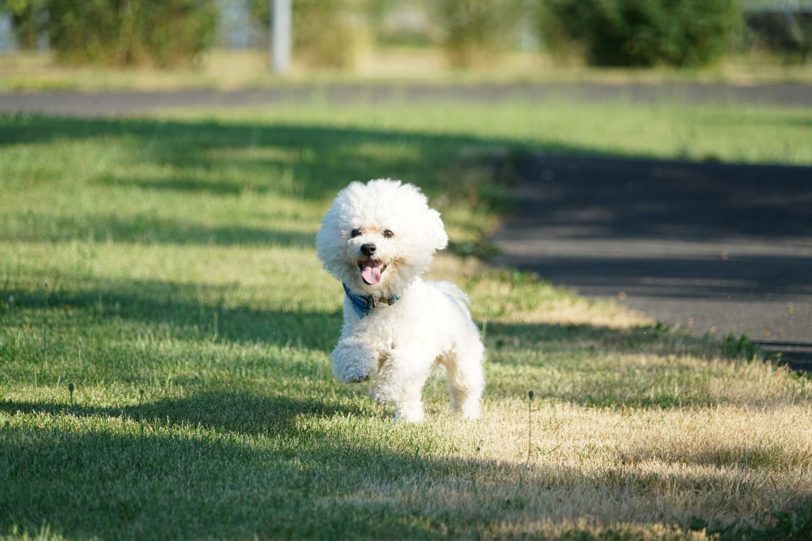 Sony a7R II + Sony FE 24-240mm F3.5-6.3 OSS sample photo. Dog, sweet, animals photography