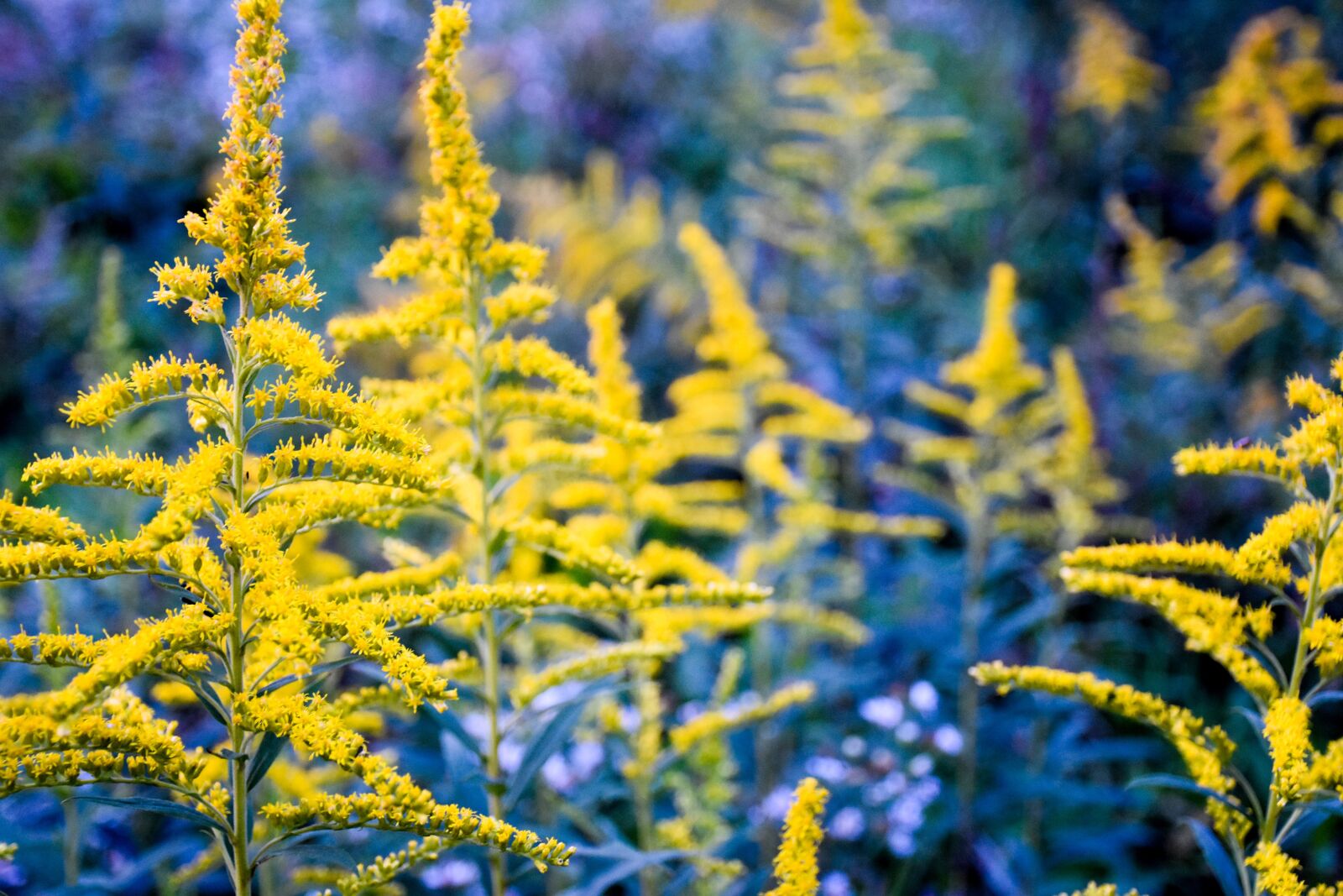 Nikon D7200 sample photo. Golden rods, flower, purple photography