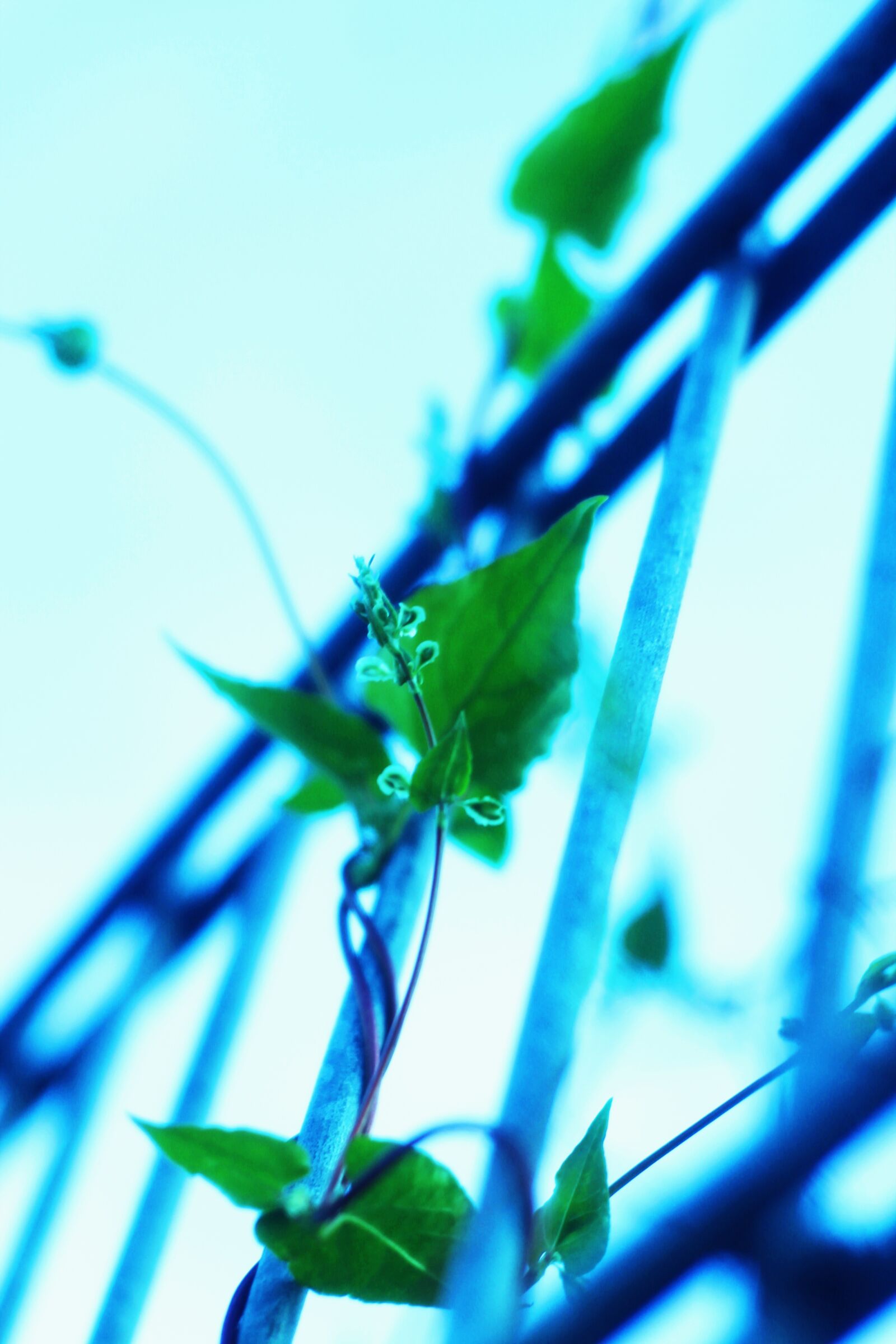 Canon EOS 1100D (EOS Rebel T3 / EOS Kiss X50) sample photo. Ice, flower, winter photography
