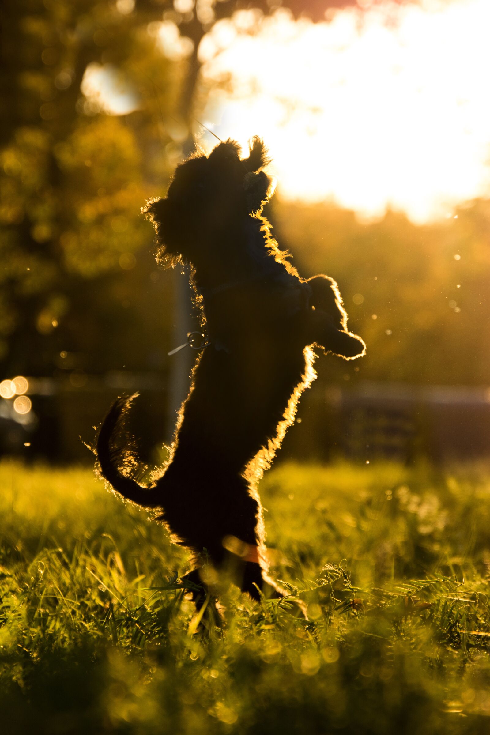 Nikon D3300 sample photo. Dog, hybrid, evening sun photography