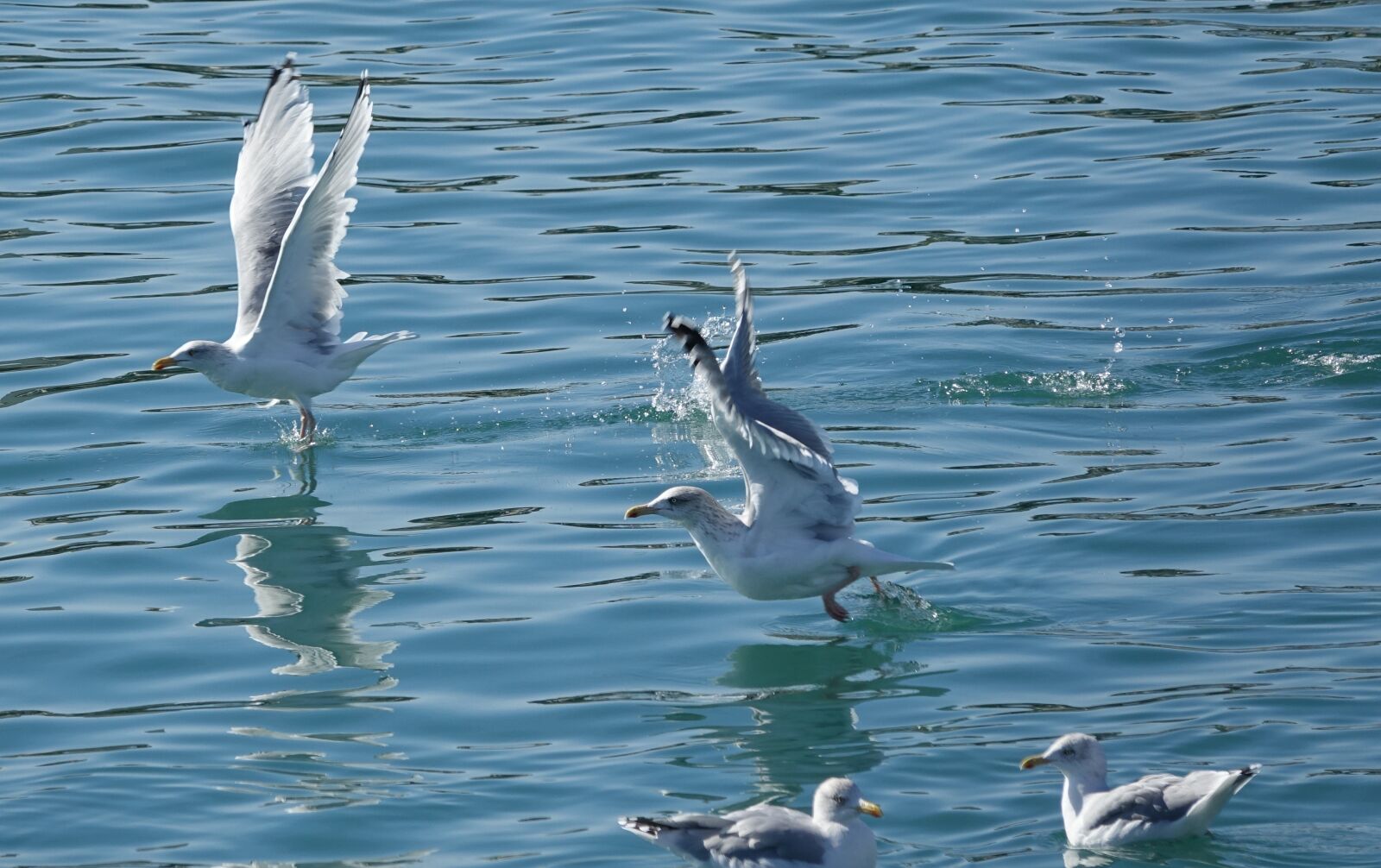 Sony Cyber-shot DSC-RX10 III sample photo. Body of water, bird photography