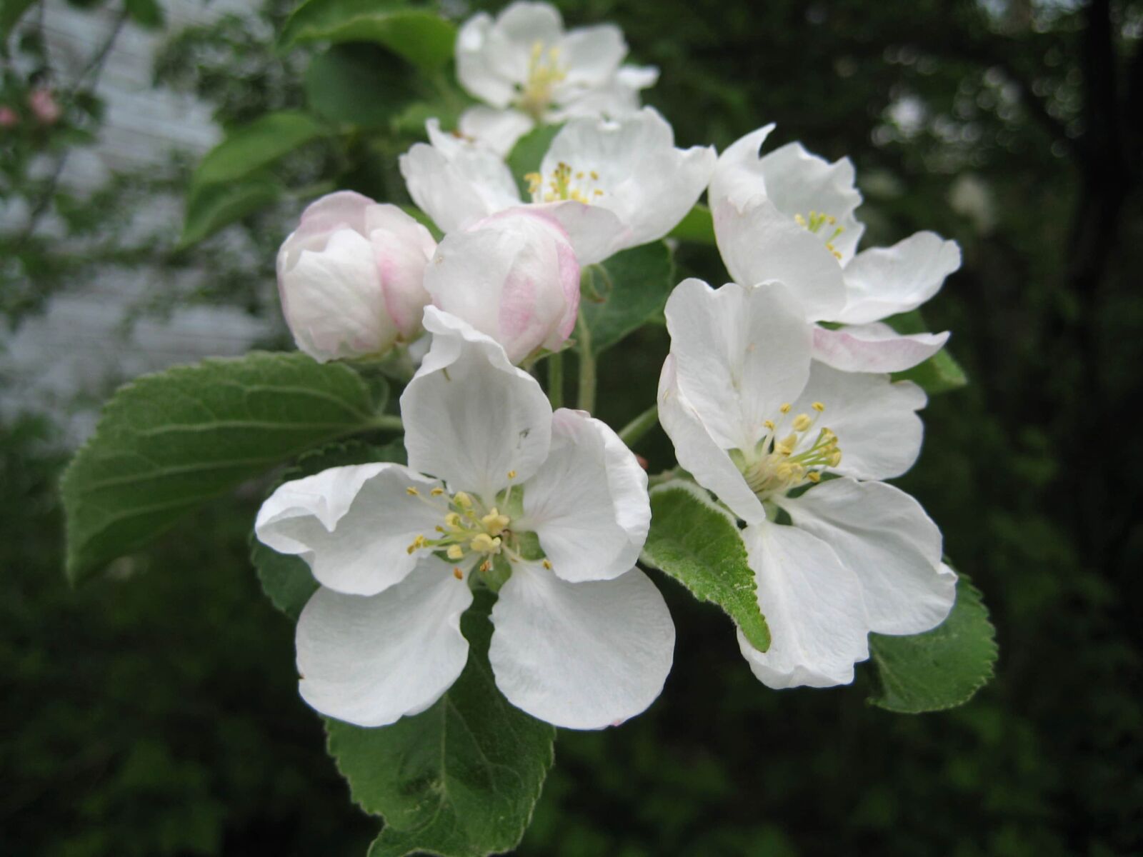Canon DIGITAL IXUS 70 sample photo. Apple tree, branches, flower photography