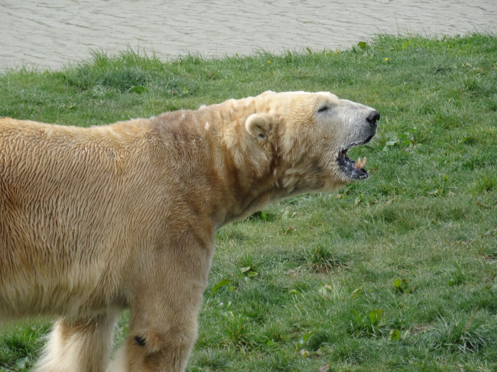 Sony DSC-HX50 sample photo. Polar bear, yorkshire wildlife photography