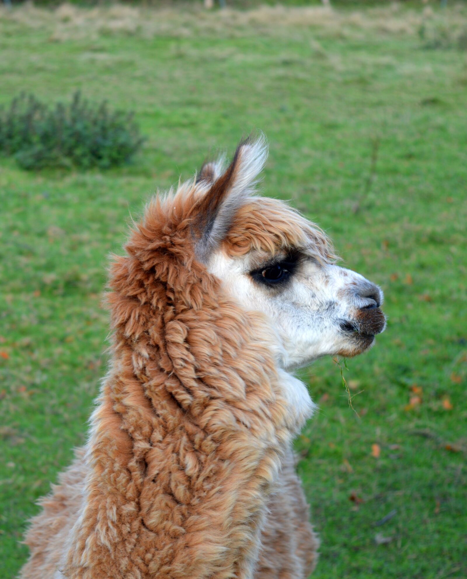 Nikon D3200 sample photo. Lama, alpaca, camel photography