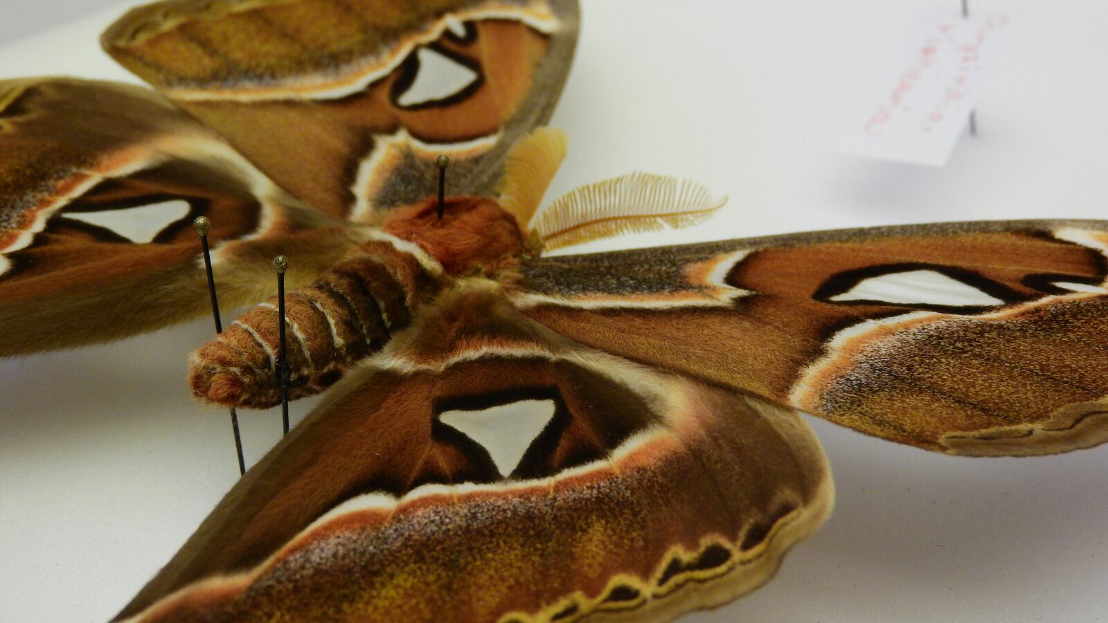 Nikon Coolpix P610 sample photo. Attacus atlas, martinac, butterfly photography