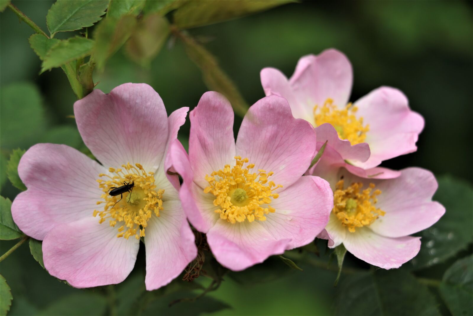 Canon EOS 7D Mark II + Canon EF-S 18-135mm F3.5-5.6 IS STM sample photo. Flower, dog rose, spring photography