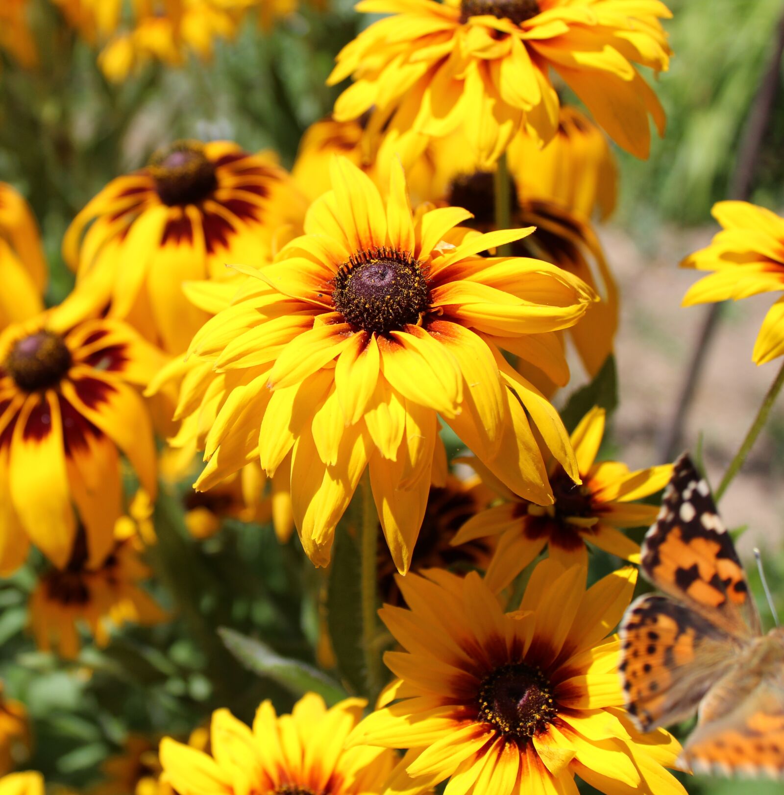 Canon EOS 1300D (EOS Rebel T6 / EOS Kiss X80) sample photo. Rudbeckia, flowers, garden photography