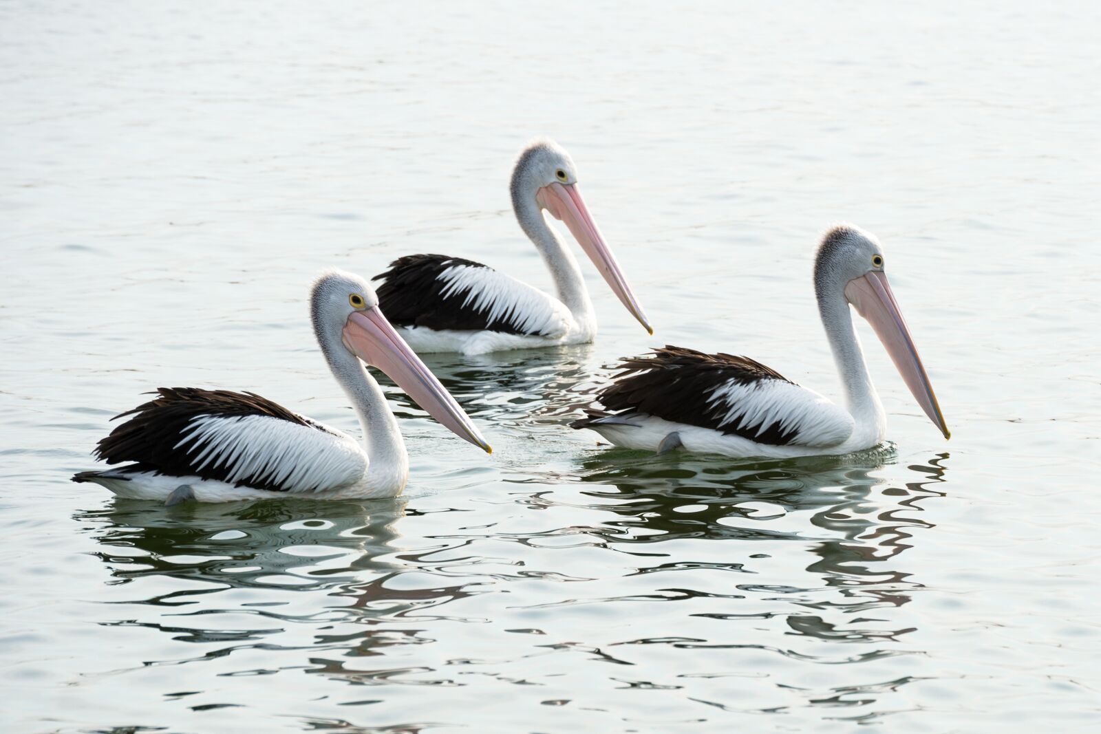 Nikon Df sample photo. Pelicans, birds, wildlife photography