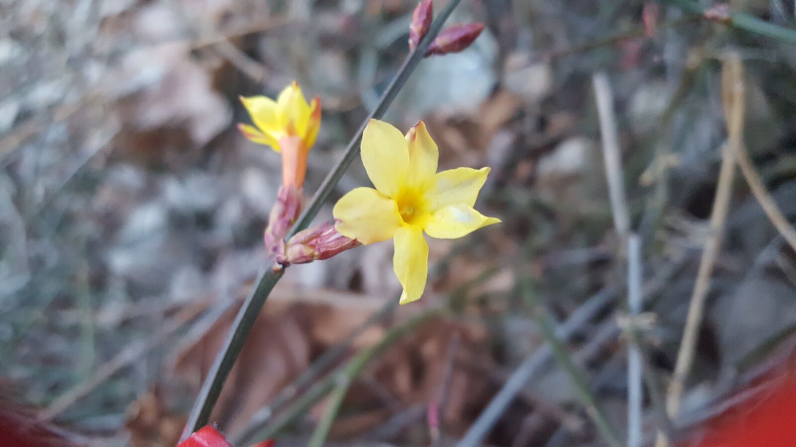Samsung Galaxy S6 sample photo. Forsythia, flowers, spring photography