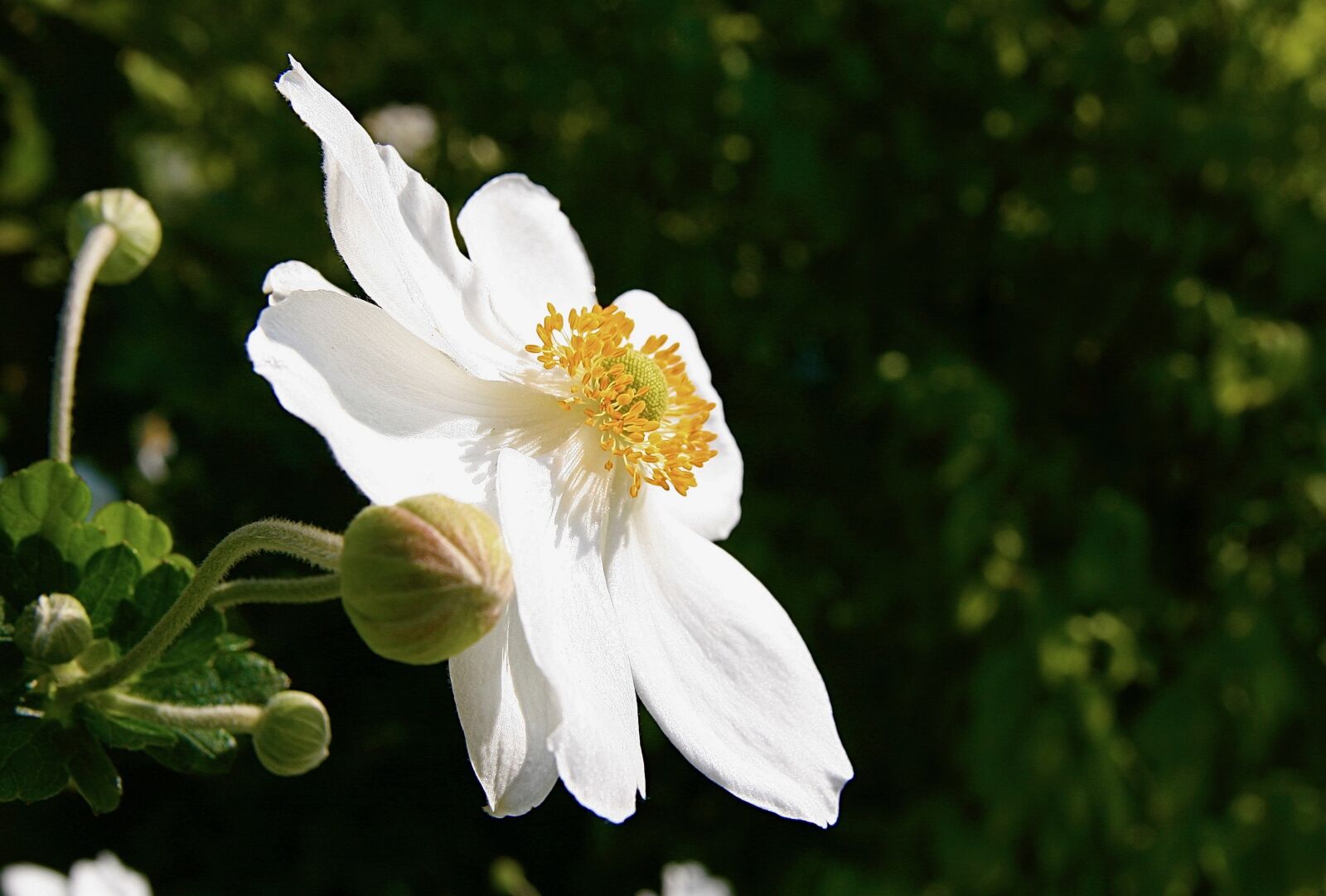 Canon EOS 400D (EOS Digital Rebel XTi / EOS Kiss Digital X) sample photo. Fall anemone, blossom, bloom photography