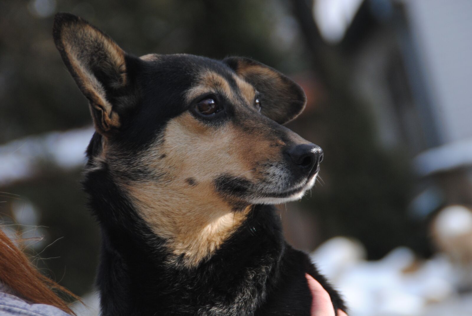 Nikon D3000 sample photo. Dog, cute, nature photography