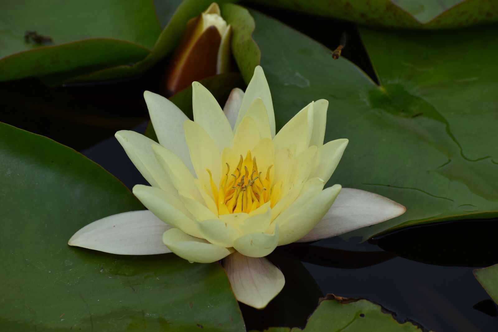 Nikon D3500 sample photo. Flowers, spring, flora photography