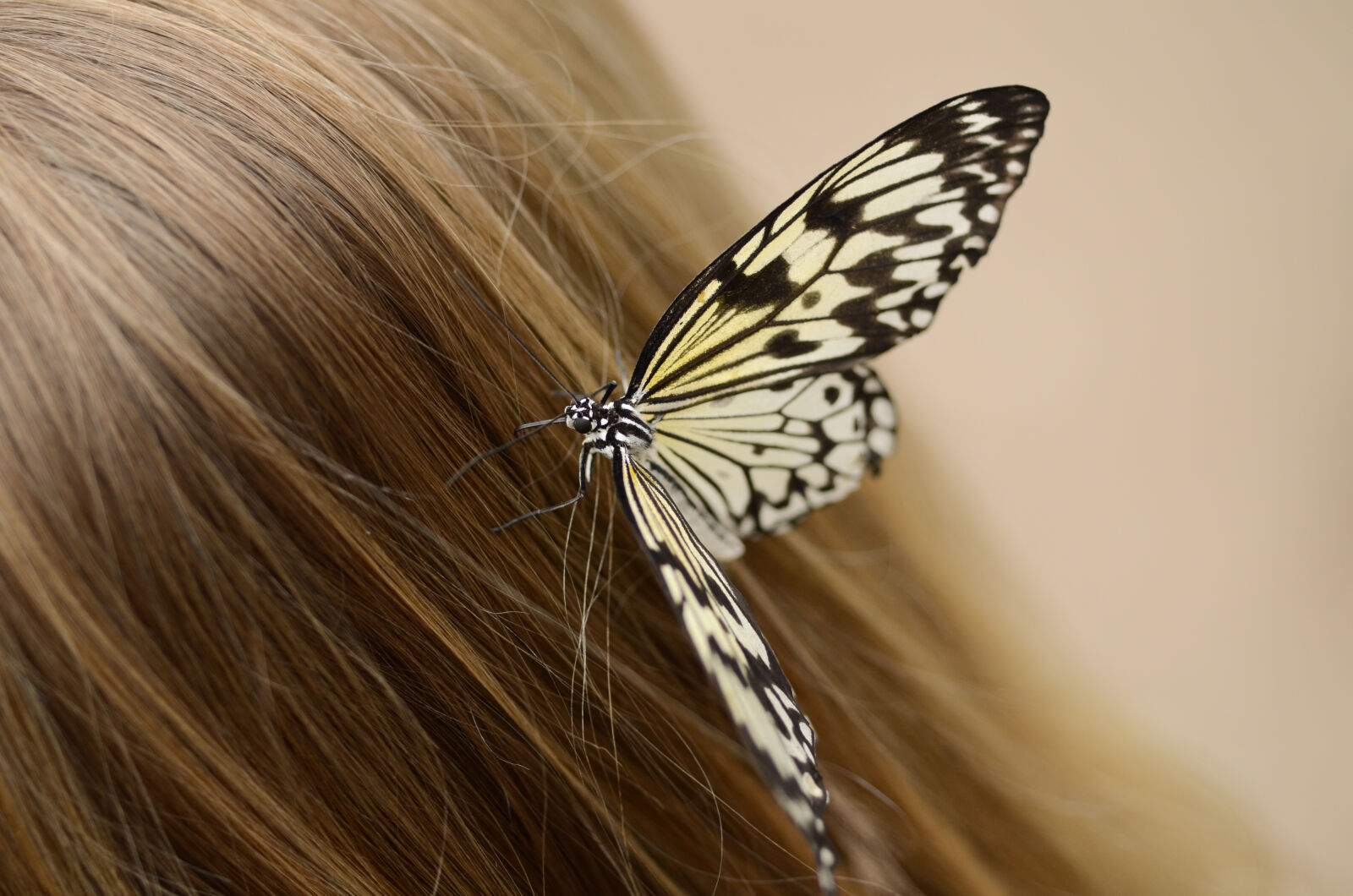 AF Micro-Nikkor 55mm f/2.8 sample photo. Butterfly, girl, hair, sitting photography