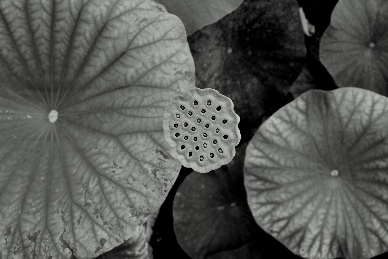 Nikon D60 sample photo. Nature, flora, floral photography