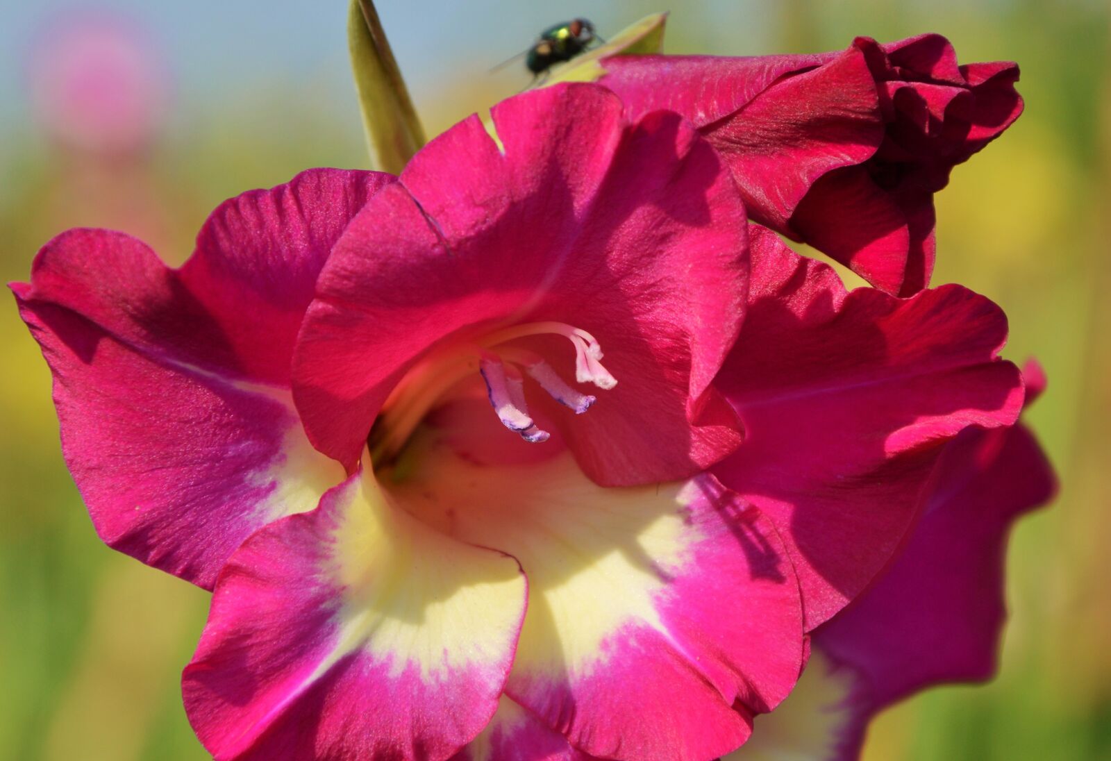 Nikon D3200 sample photo. Gladiolus, gladidus, butterfly greenhouse photography