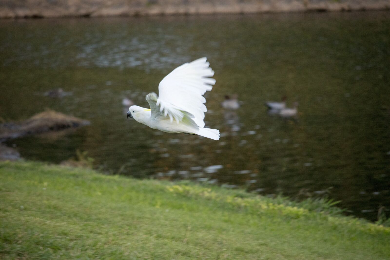 Canon EOS 200D (EOS Rebel SL2 / EOS Kiss X9) sample photo. Bird, nature, grass photography