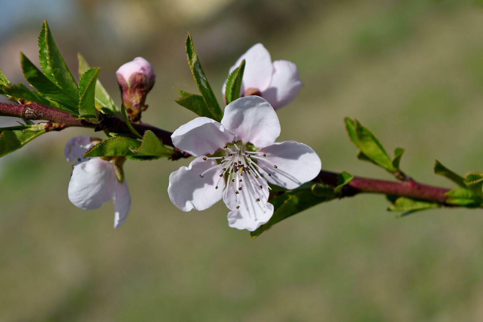 Nikon D5500 sample photo. Botanic, leaf, blossom, flower photography