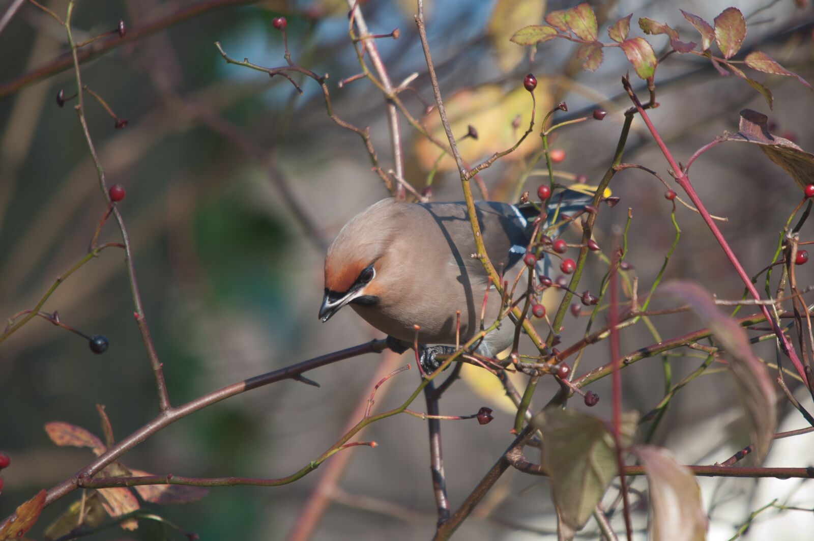 Nikon D90 sample photo. Bohemian waxwing, bird, nature photography