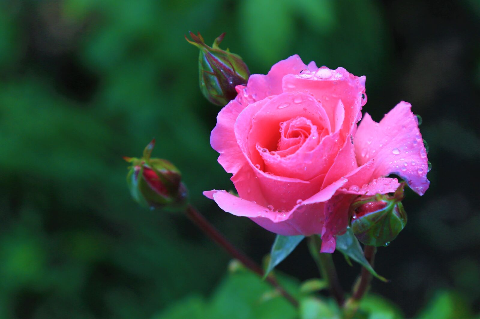 Canon EF 24-105mm F4L IS USM sample photo. Rose, red, spring photography