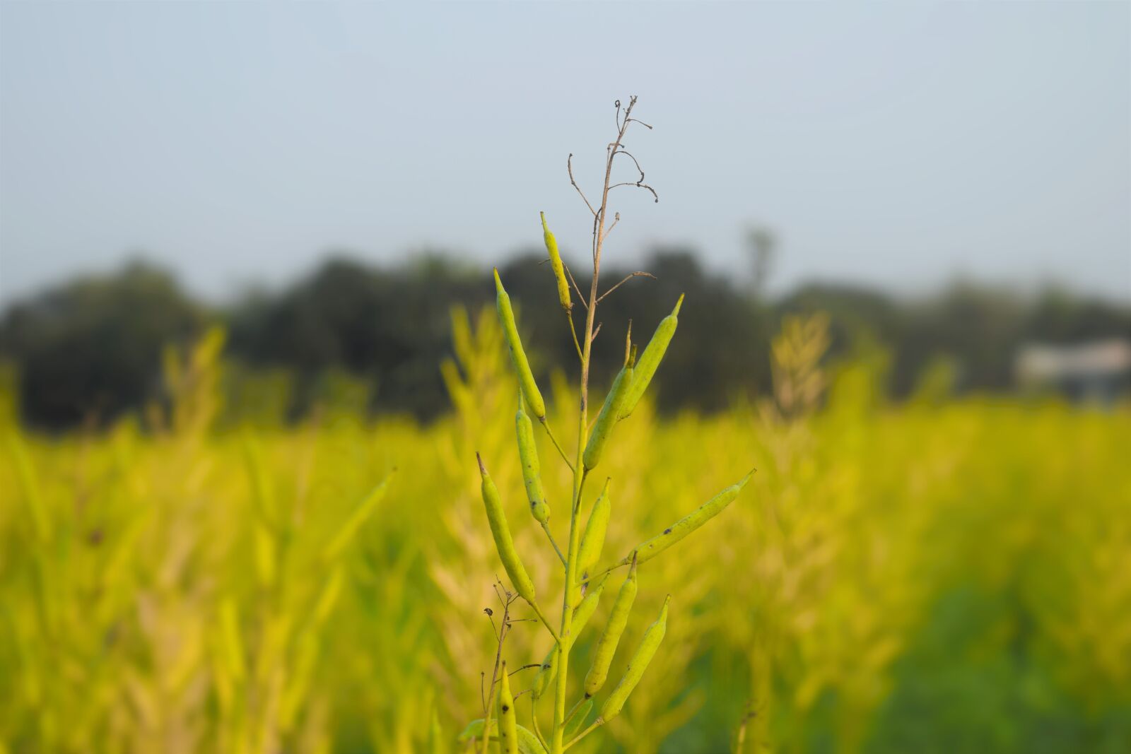 Nikon D5300 sample photo. Flower, green, nature photography