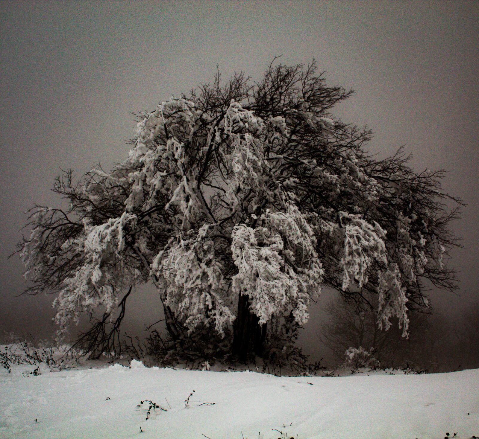 Canon EOS 4000D (EOS Rebel T100 / EOS 3000D) sample photo. Tree, ice, snow photography
