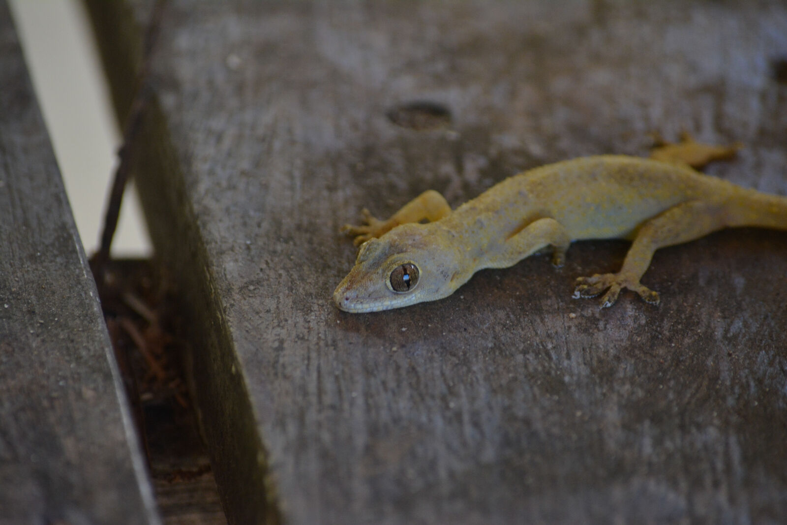 Nikon D5200 sample photo