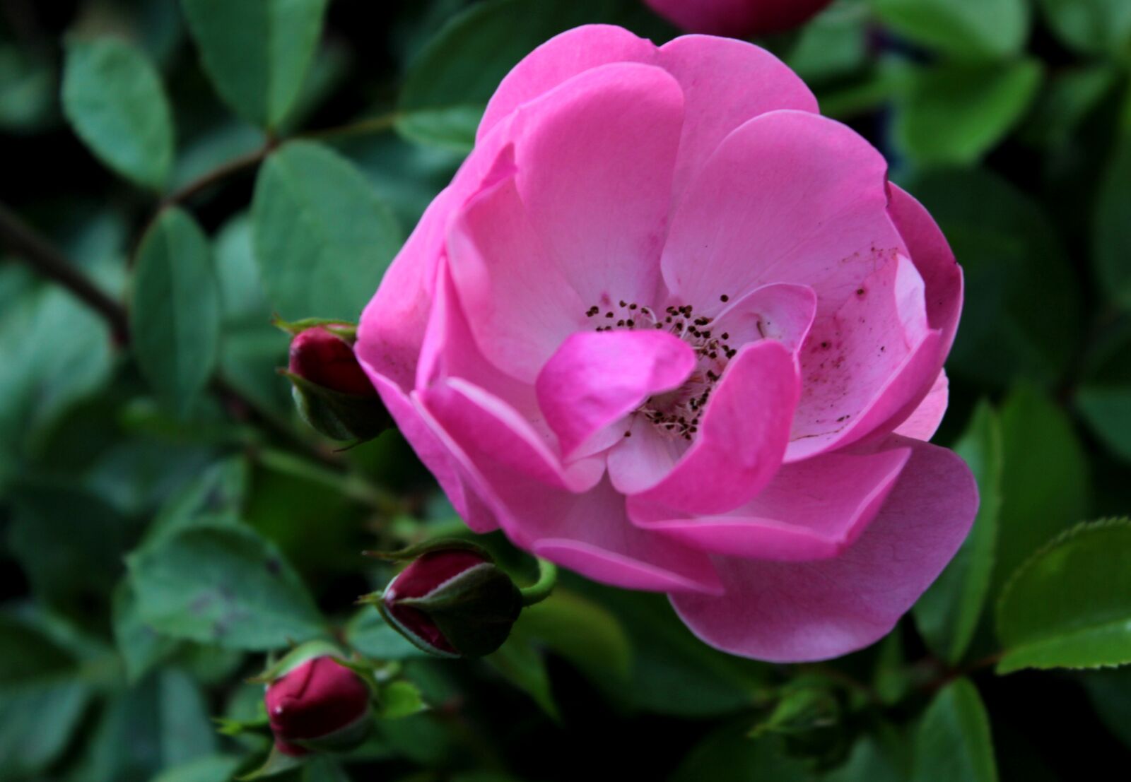 Canon EOS 600D (Rebel EOS T3i / EOS Kiss X5) sample photo. Rose, stamens, fragrant photography