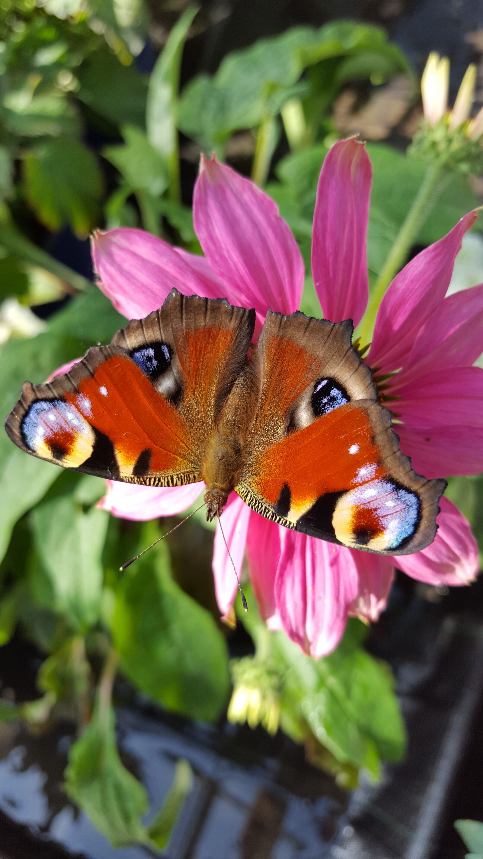 Samsung Galaxy S6 sample photo. Butterfly, peacock, insect photography