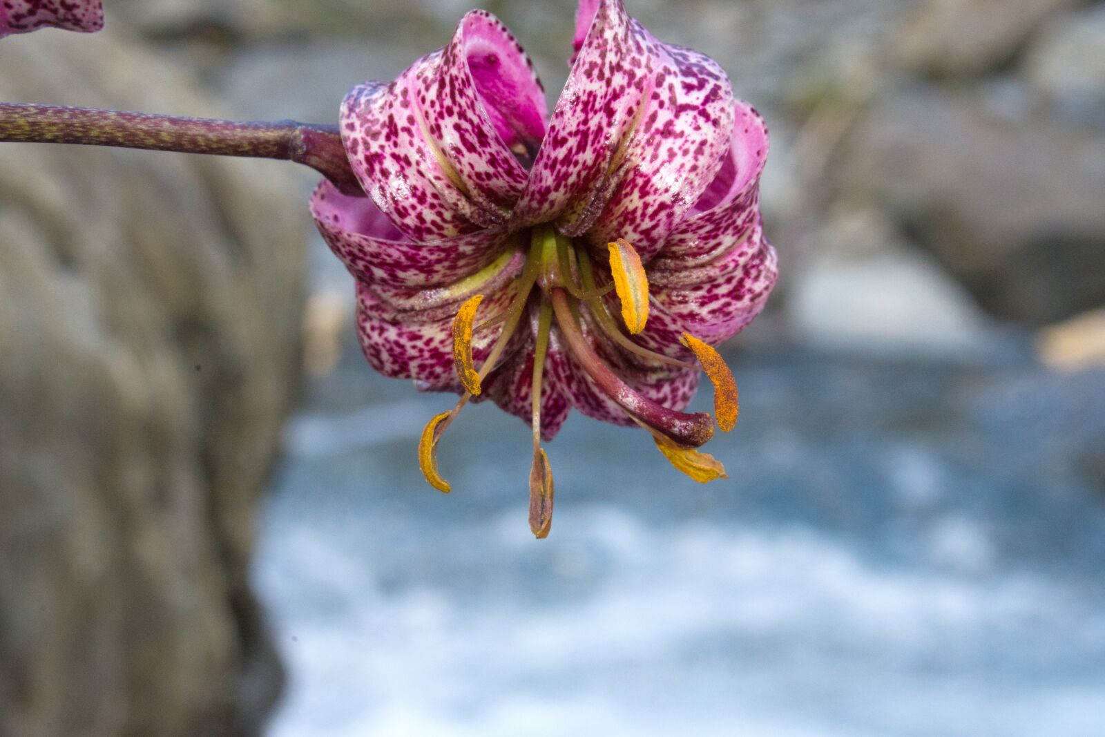 Nikon D7200 sample photo. Turk's cap lily, lily photography