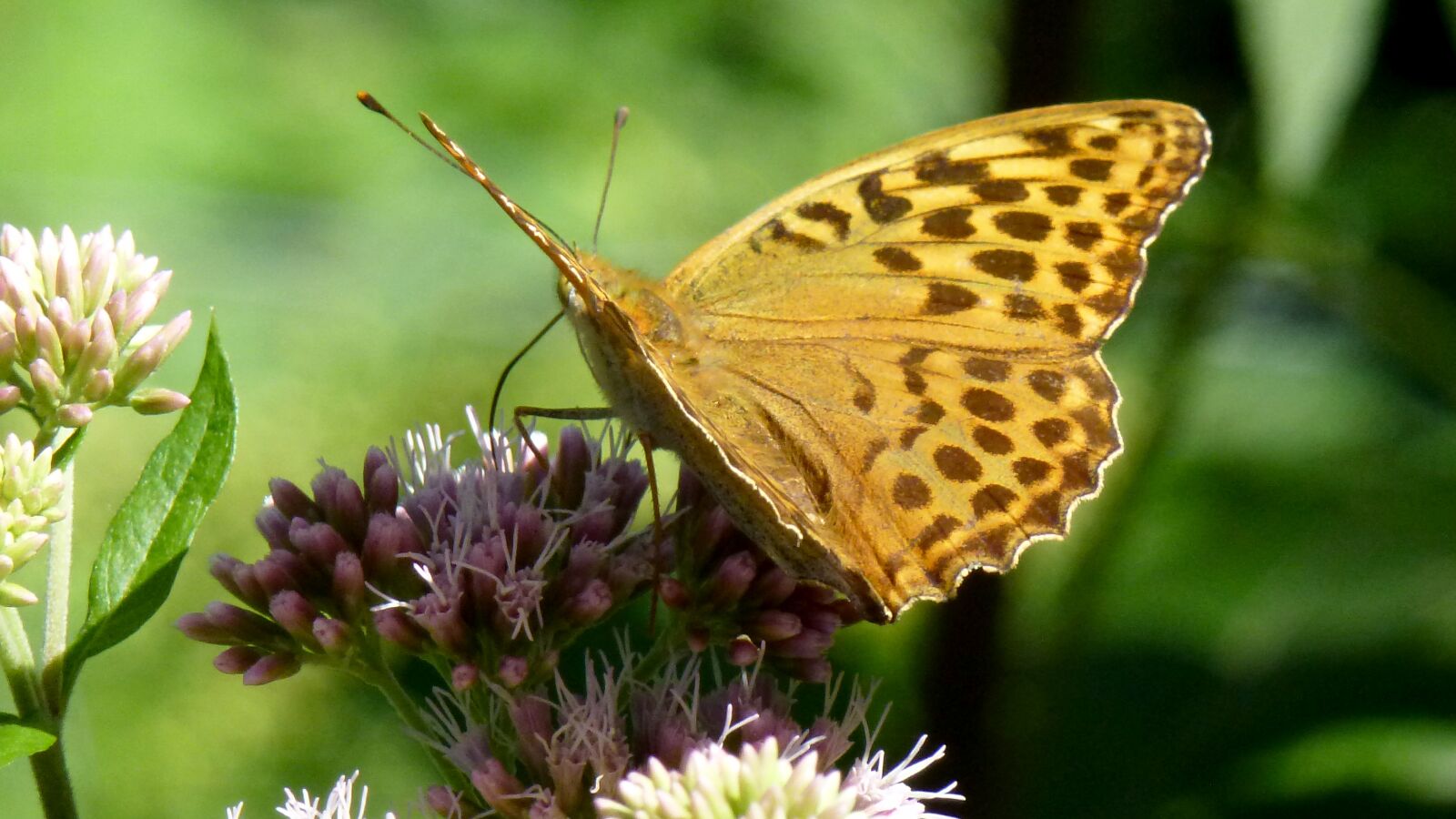 Leica V-Lux 30 / Panasonic Lumix DMC-TZ22 sample photo. Butterfly, flower, nature photography