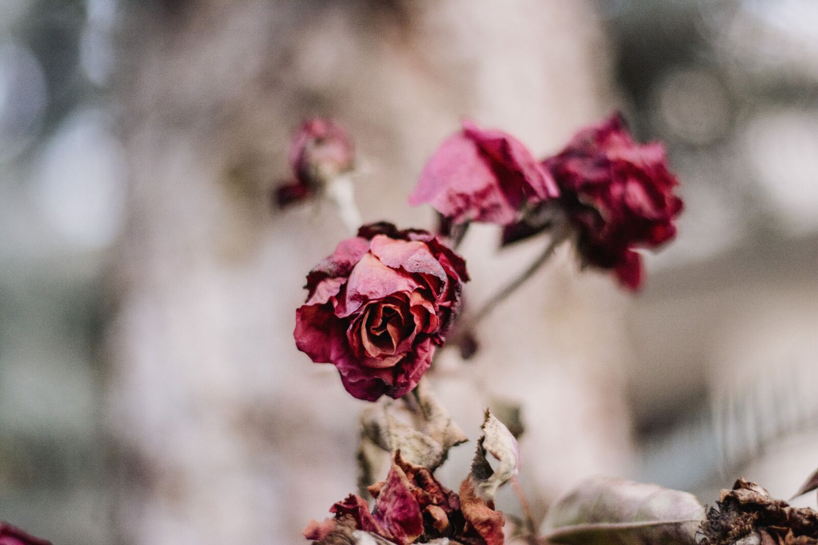 Nikon D5200 sample photo. Rose, the beauty of photography