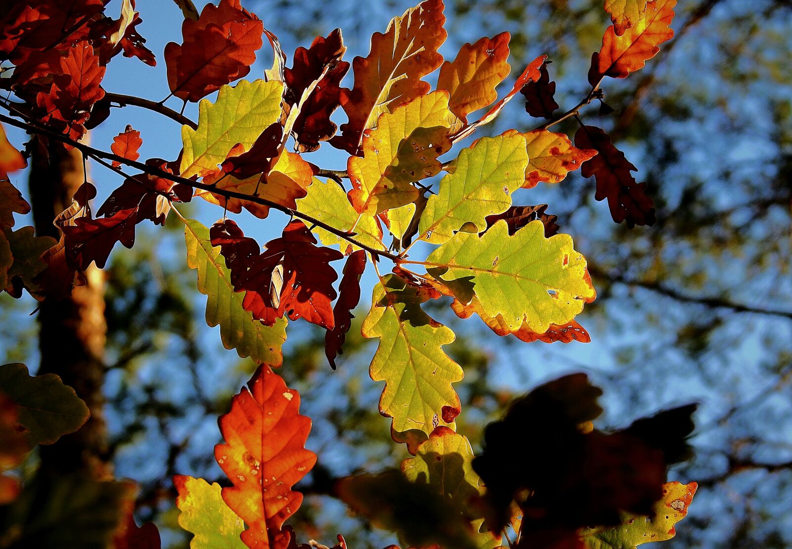 Nikon Coolpix P900 sample photo. Foliage, golden polish autumn photography