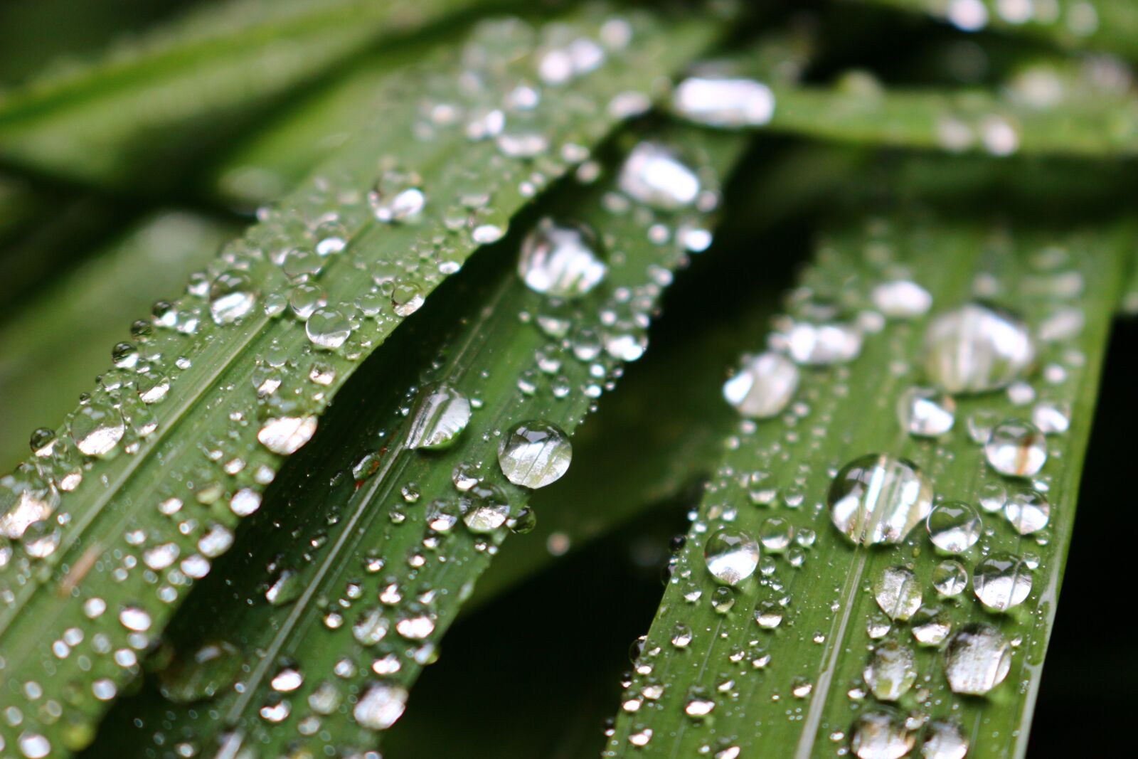 Canon EOS 100D (EOS Rebel SL1 / EOS Kiss X7) sample photo. Raindrops, dew, leaves photography