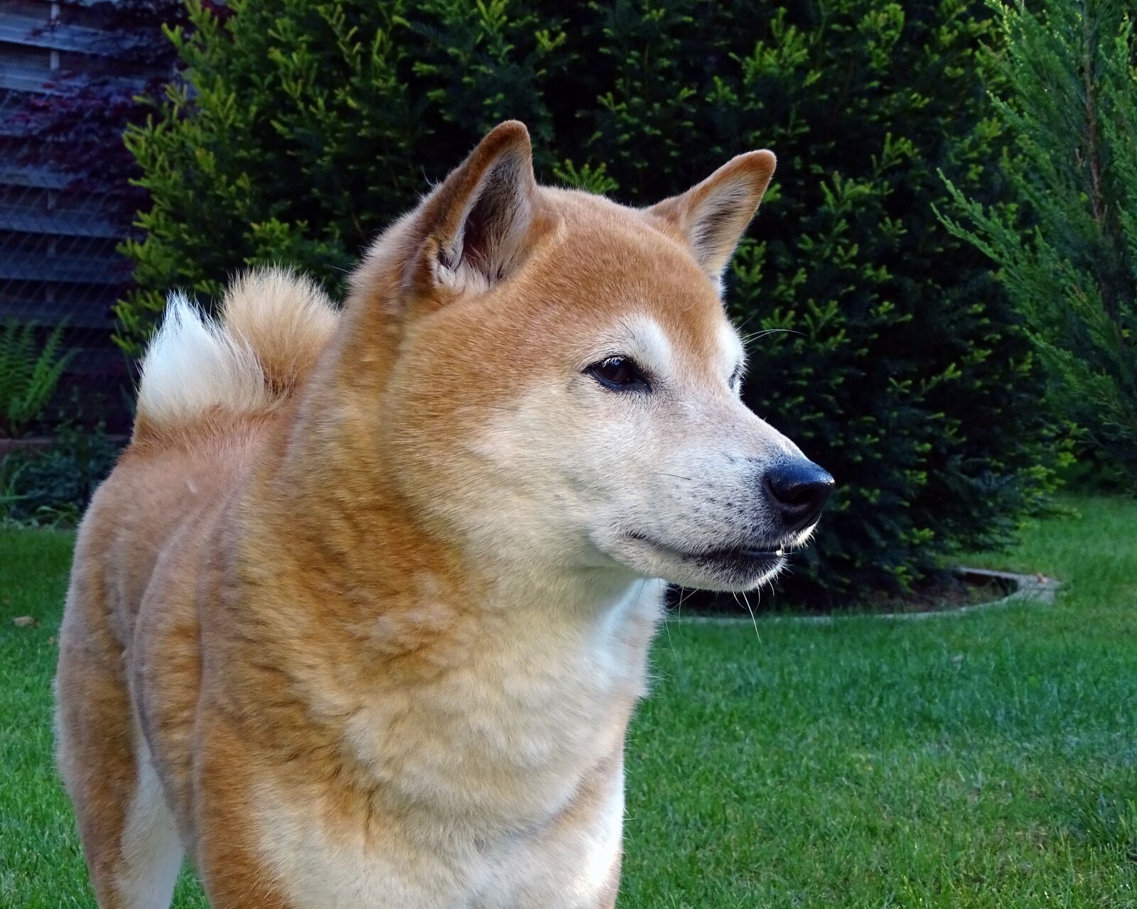 Sony Cyber-shot DSC-HX400V sample photo. Dog, dog head, light photography