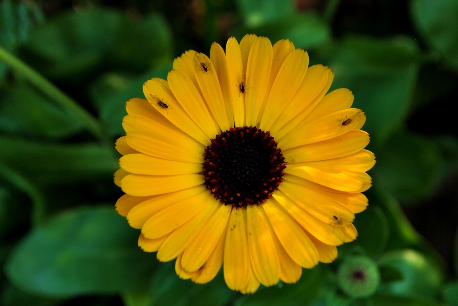 Nikon D3000 sample photo. Flowers, garden, yellow, flowers photography