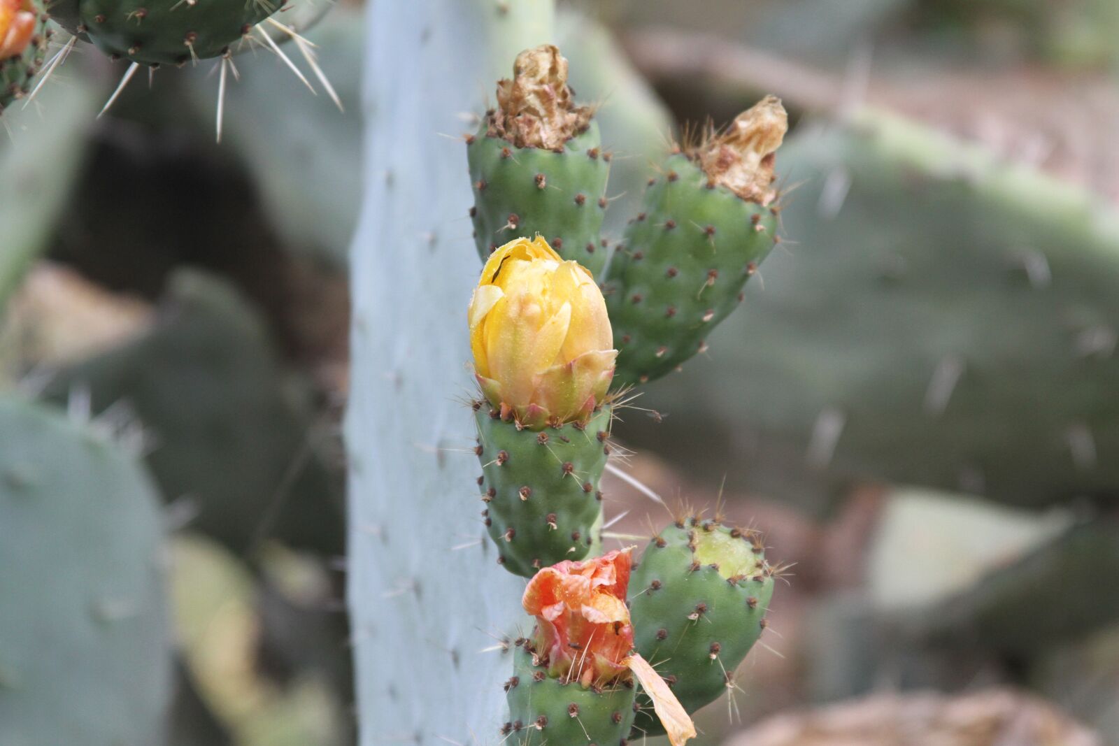 Canon EOS 7D sample photo. Fig, prickly pear, fruit photography