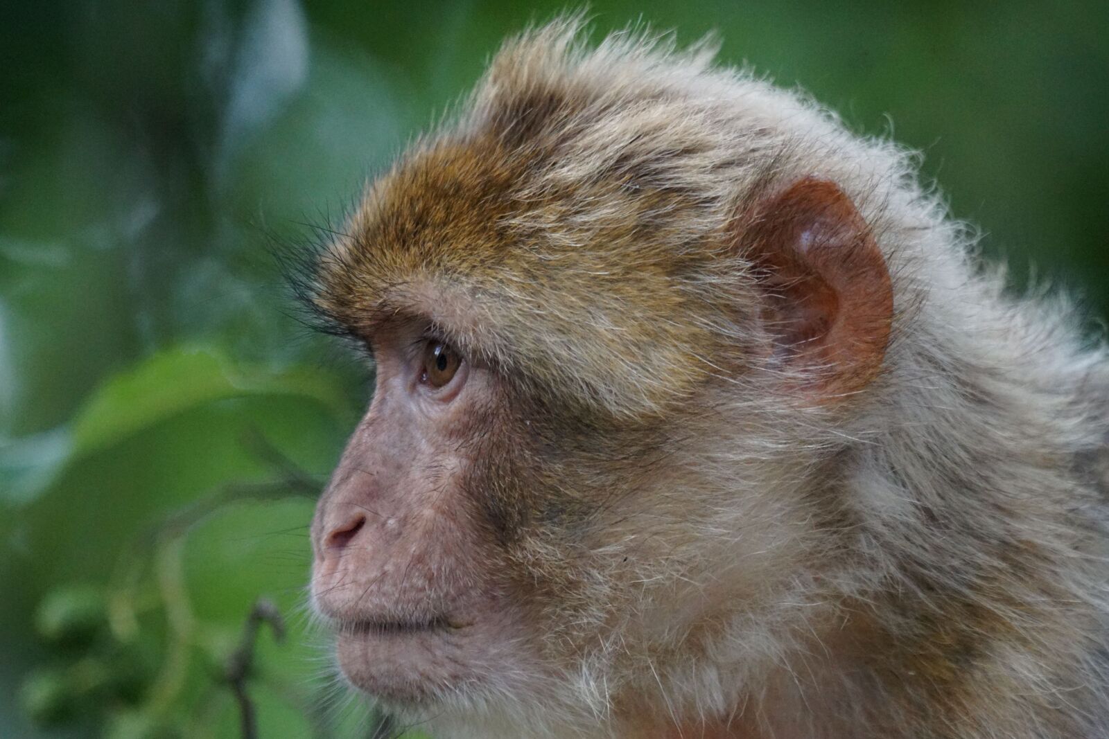 Sony ILCA-77M2 sample photo. Primate, cute, nature, fur photography