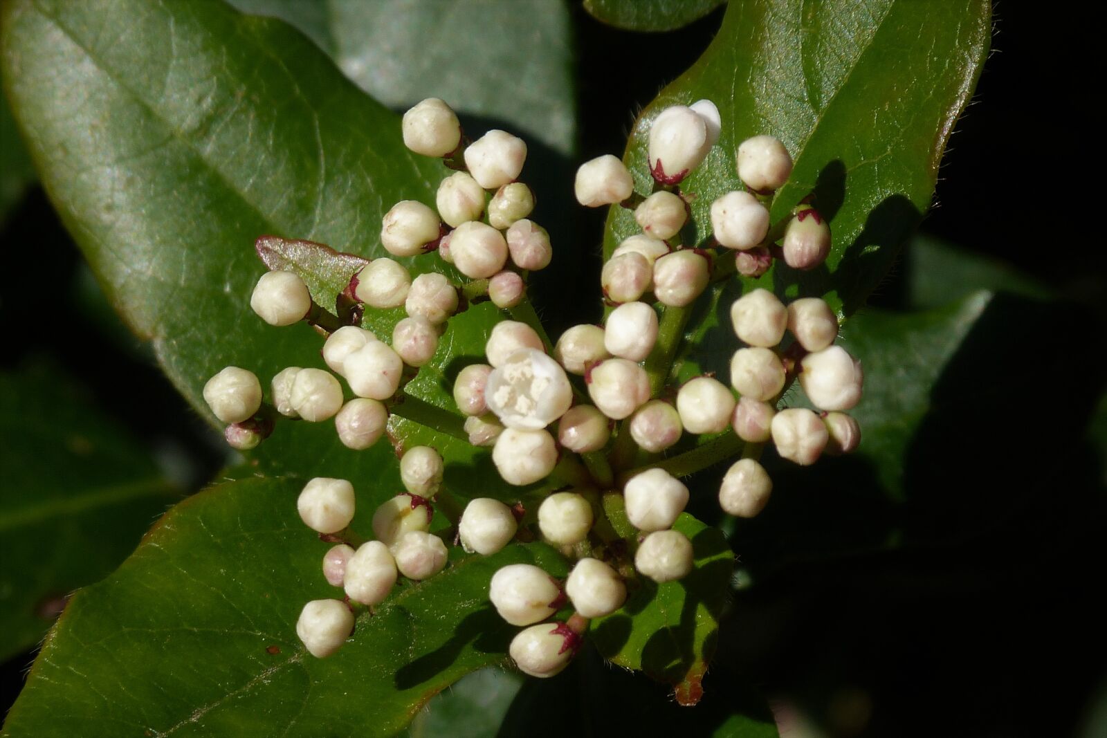 Panasonic Lumix DMC-FZ40 (Lumix DMC-FZ45) sample photo. Viburnum, buds, shrub photography