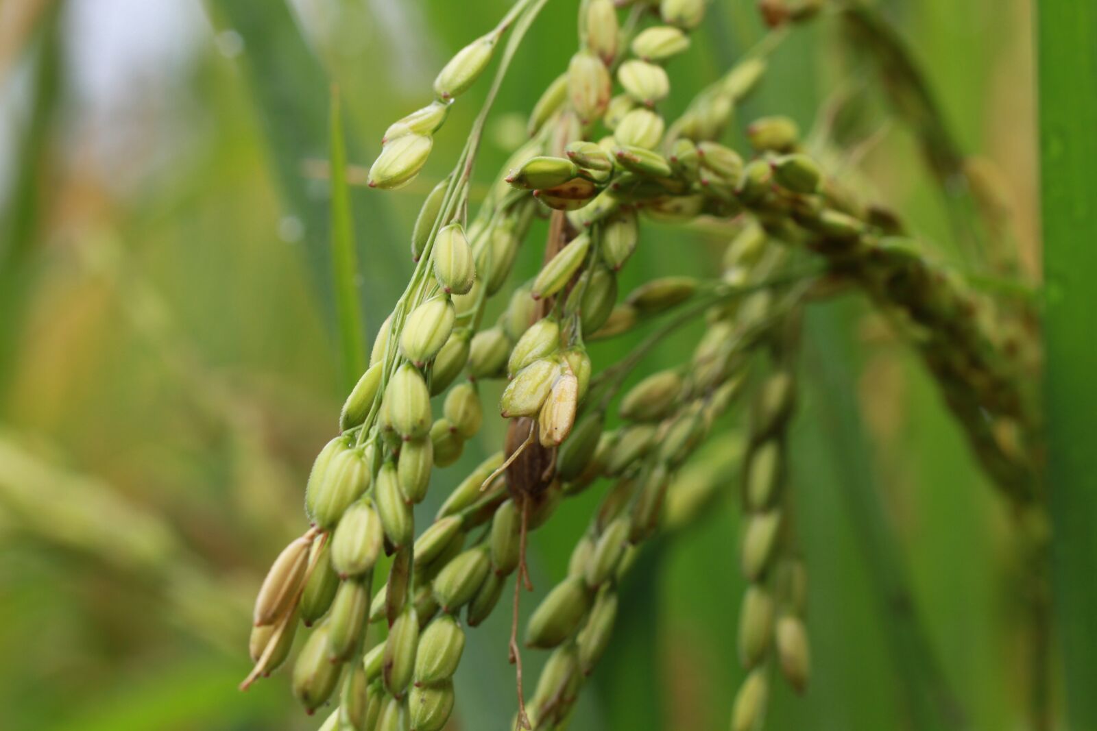 Canon EOS 7D sample photo. Stalk, rice, grain photography