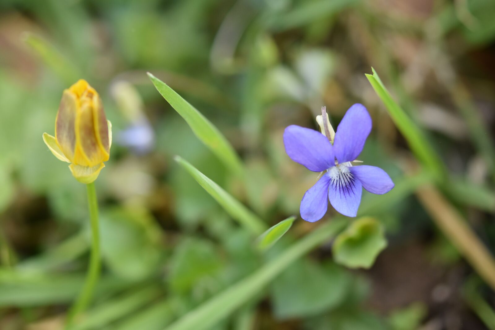 Nikon D5600 sample photo. Flower, purple flower, violet photography
