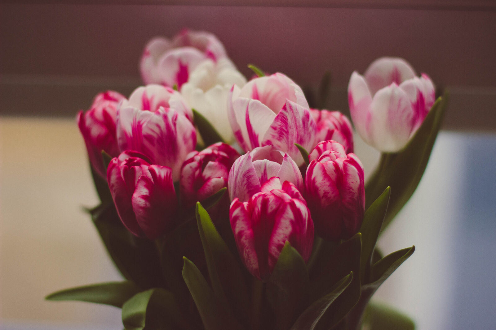 Canon EOS 600D (Rebel EOS T3i / EOS Kiss X5) + Canon EF 50mm F1.4 USM sample photo. Red, and, white, petaled photography