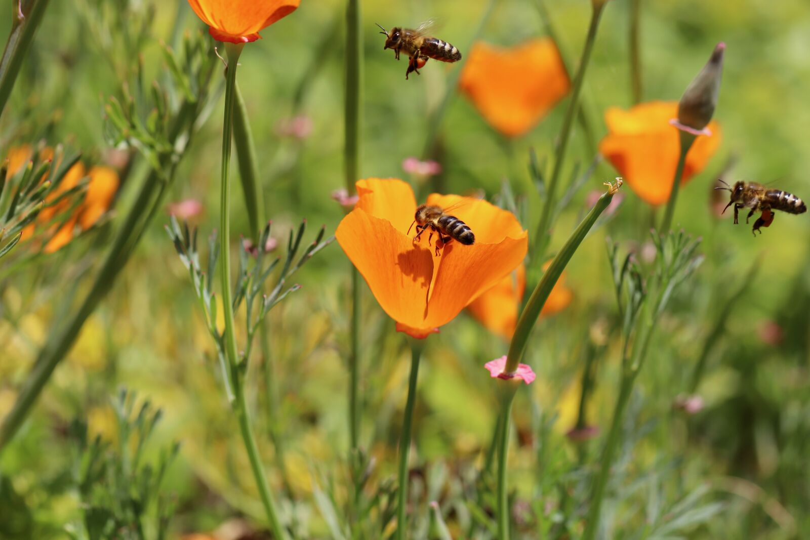 Canon EOS 800D (EOS Rebel T7i / EOS Kiss X9i) + Canon EF 100mm F2.8L Macro IS USM sample photo. Gold poppy, poppy flower photography