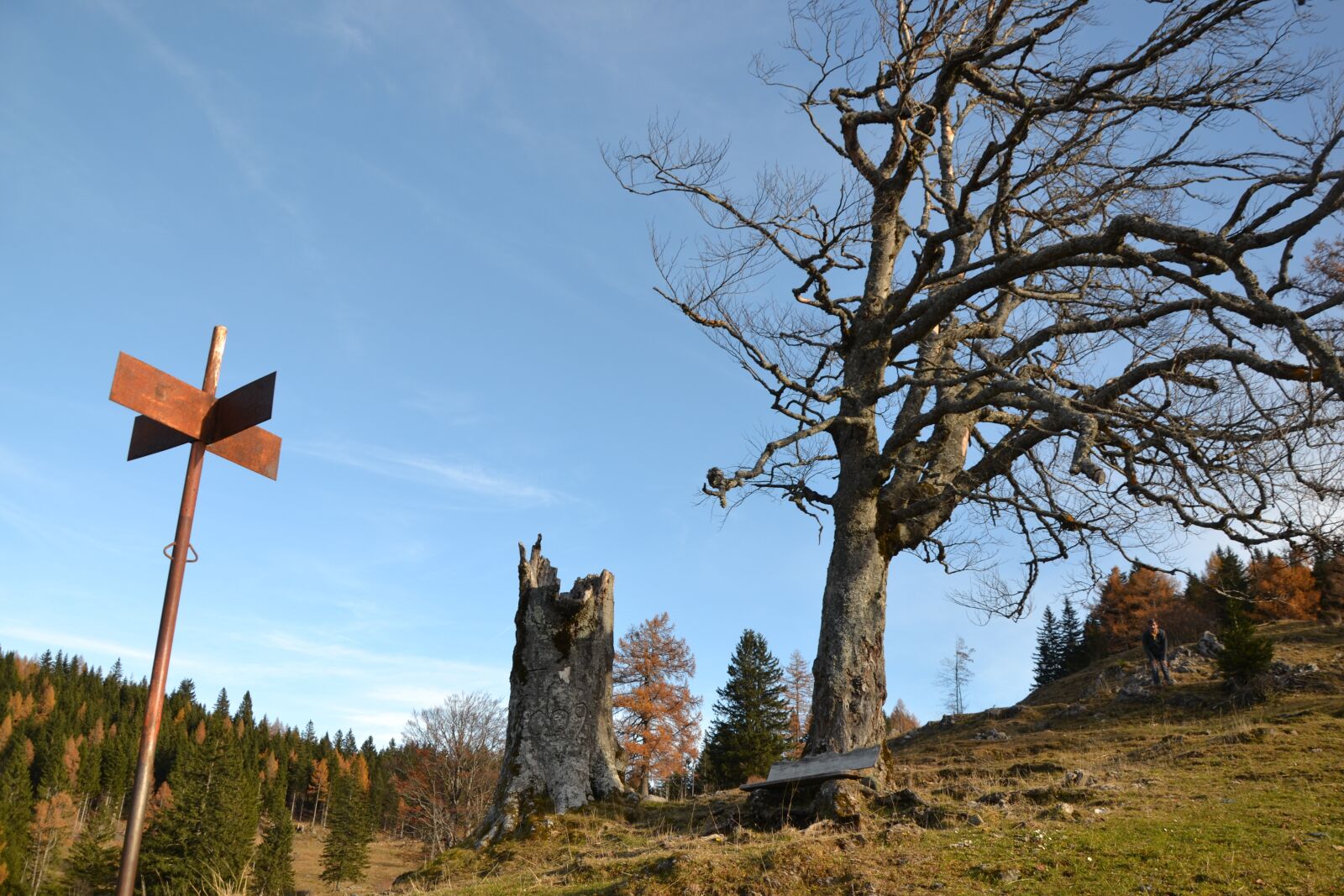 Nikon D3100 sample photo. Tree, nature, wind photography