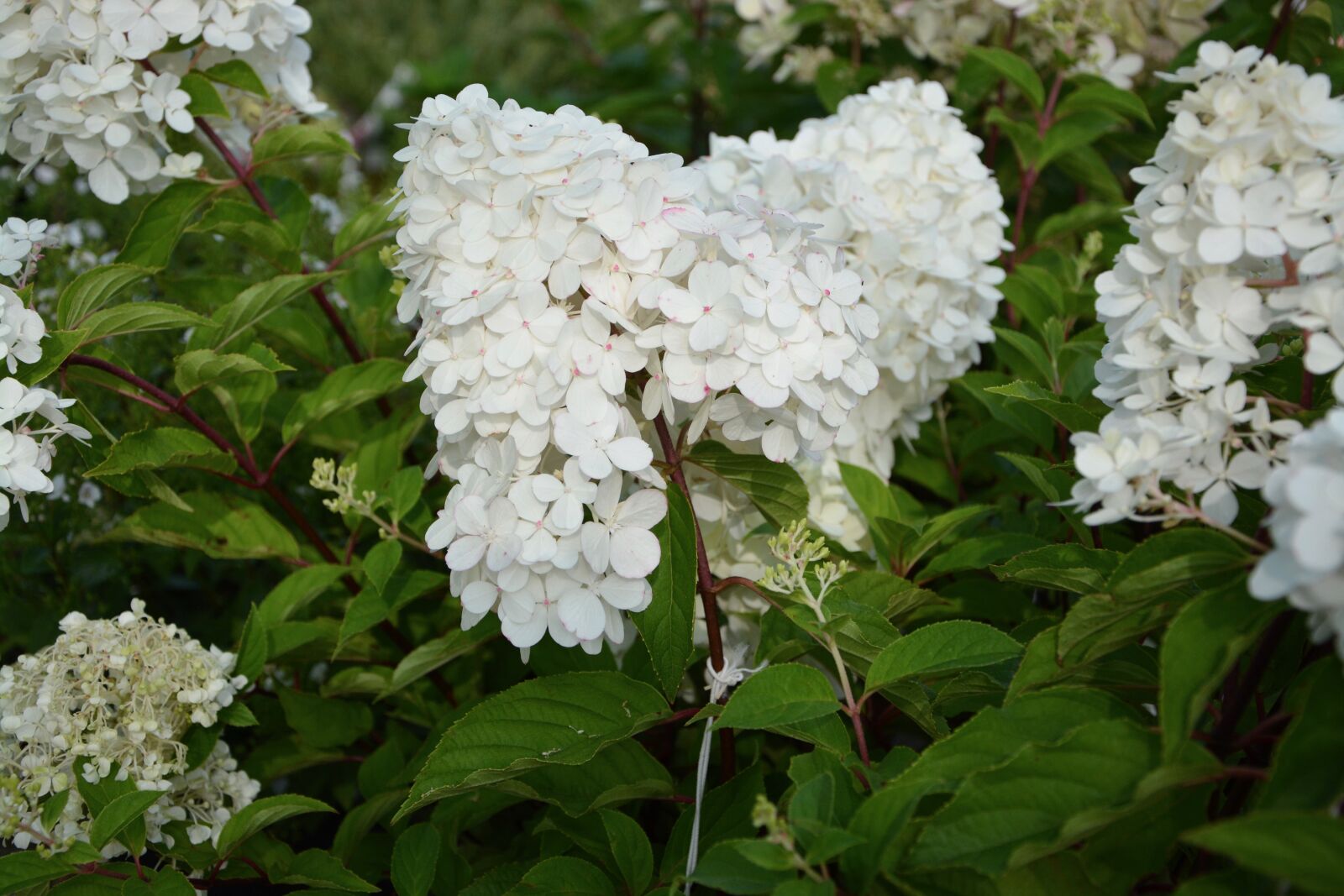Nikon D5200 sample photo. Plant, flower, hydrangea paniculata photography