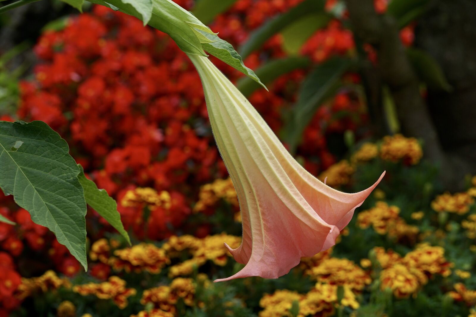 Sony DT 55-300mm F4.5-5.6 SAM sample photo. Angel trumpet, flower, plant photography