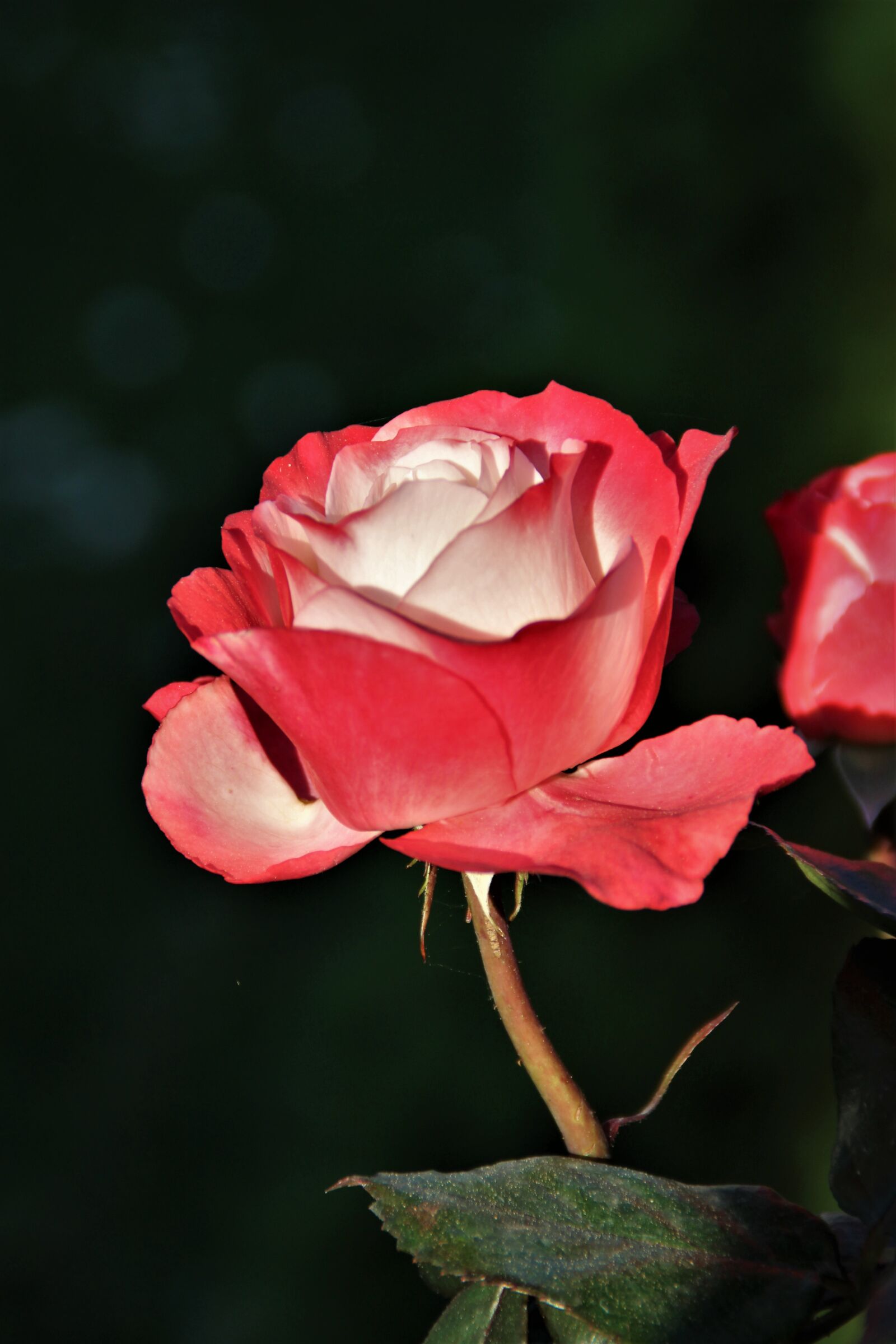 Canon EOS 100D (EOS Rebel SL1 / EOS Kiss X7) sample photo. Flower, rose, love photography