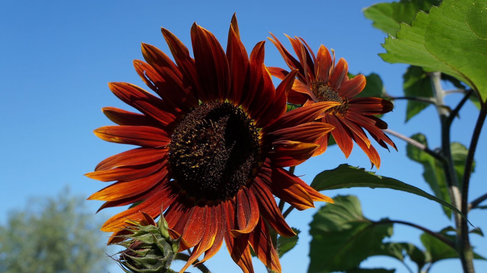 Sony Alpha a3000 sample photo. Flower, nature, garden photography